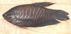 Whole Snakeskin Gourami