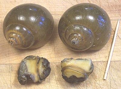 Whole Apple Snails