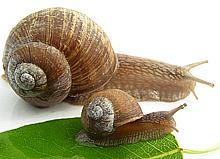 Brown Garden Snails