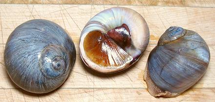 Live Moon Snails