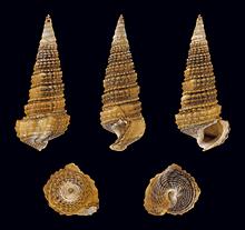 West African Mud Ceeper Shells