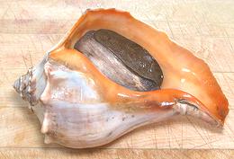 Live Knobbed Whelk