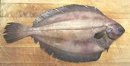 Whole Gray Sole