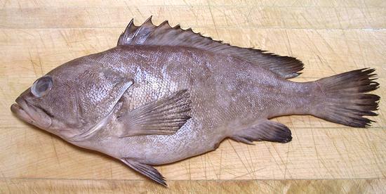 Whole Bridled Grouper