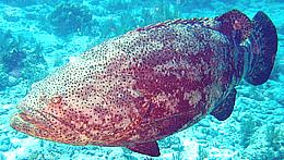 Live Goliath Grouper