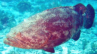 Live Goliath Grouper