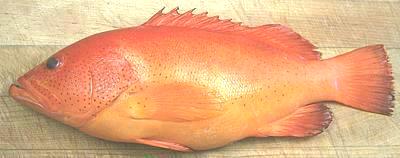 Whole Strawberry Grouper