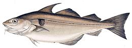 Illustration of Haddock 01e