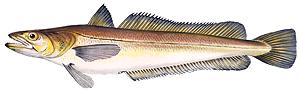 Illustration of European Hake