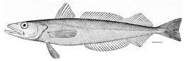 Illustration of Silver Hake 01e