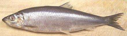 Whole Salt Pickled Atlantic Herring