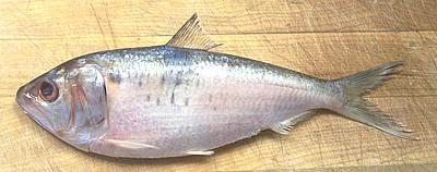 Whole Shad