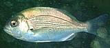 Hottentot Seabream