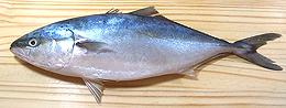 Whole Japanese Amberjack 02e