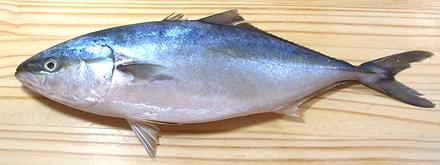 Whole Japanese Amberjack