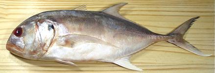 Whole Crevalle Jack Fish