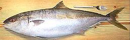 Whole Yellowtail Amberjack 04e