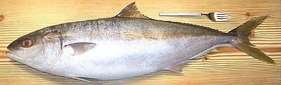 Whole Yellowtail Amberjack