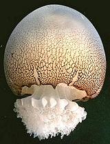 Live Cannonball Jellyfish