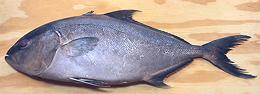 Greater Amberjack