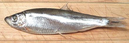 Whole Kilka Fish