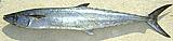 King Mackerel