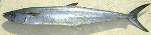 Whole King Mackerel