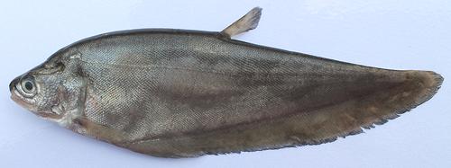 Whole Bronze Featherback Fish