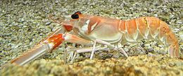 Live European Langoustine