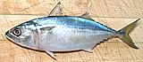 Indian Mackerel