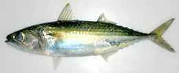 Whole Island Mackerel