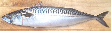 Whole Atlantic Mackerel