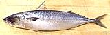 Japanese Mackerel