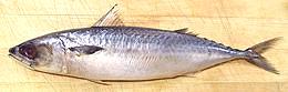 Whole Chub Mackerel