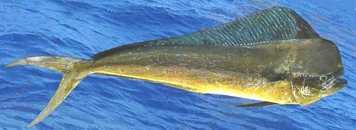 Whole Mahi-Mahi Fish