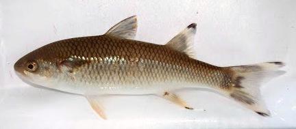 Whole South African Mullet