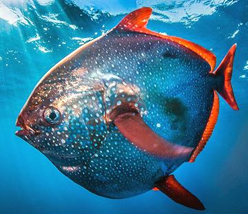 Live Opah Fish