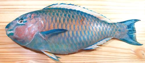 Whole Blue-barred Parrotfish