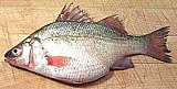 White Perch