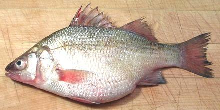 Whole White Perch