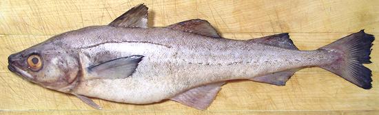 Whole Pollock Fish