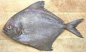 Whole Black Pomfret