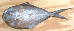 Whole Pacific Pomfret