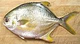 Florida Pompano