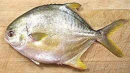 Whole Goldern Pompano