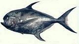 Black Pomfret