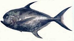 Whole Sickle Pomfret