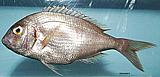 Red Porgy