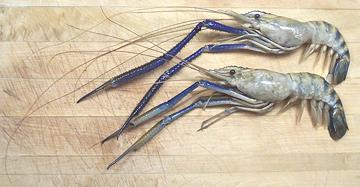 Two Giant River Prawns 01f