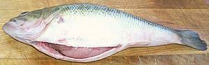 Fish